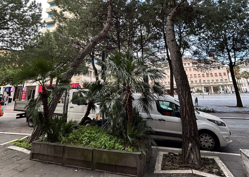 rimossi pini pericolanti