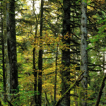 L'Abruzzo celebra, con la Giornata Internazionale delle Foreste, l'Abetina di Rosello primo bosco vetusto d'Italia