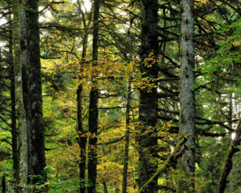 L'Abruzzo celebra, con la Giornata Internazionale delle Foreste, l'Abetina di Rosello primo bosco vetusto d'Italia