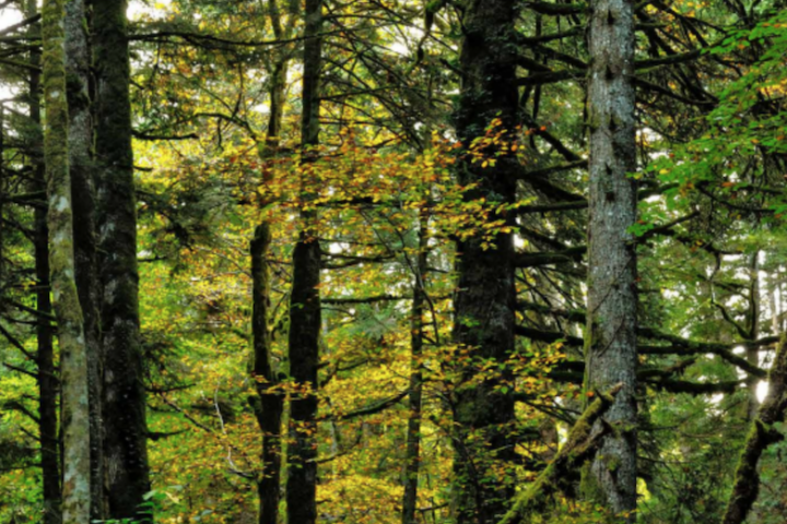 L'Abruzzo celebra, con la Giornata Internazionale delle Foreste, l'Abetina di Rosello primo bosco vetusto d'Italia