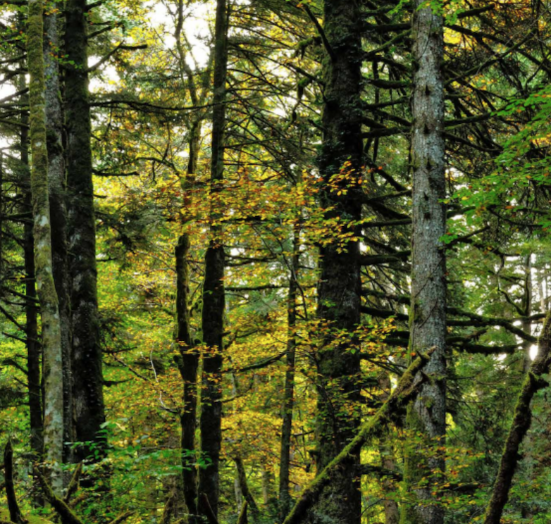 L'Abruzzo celebra, con la Giornata Internazionale delle Foreste, l'Abetina di Rosello primo bosco vetusto d'Italia