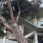 albero caduto stadio adriatico