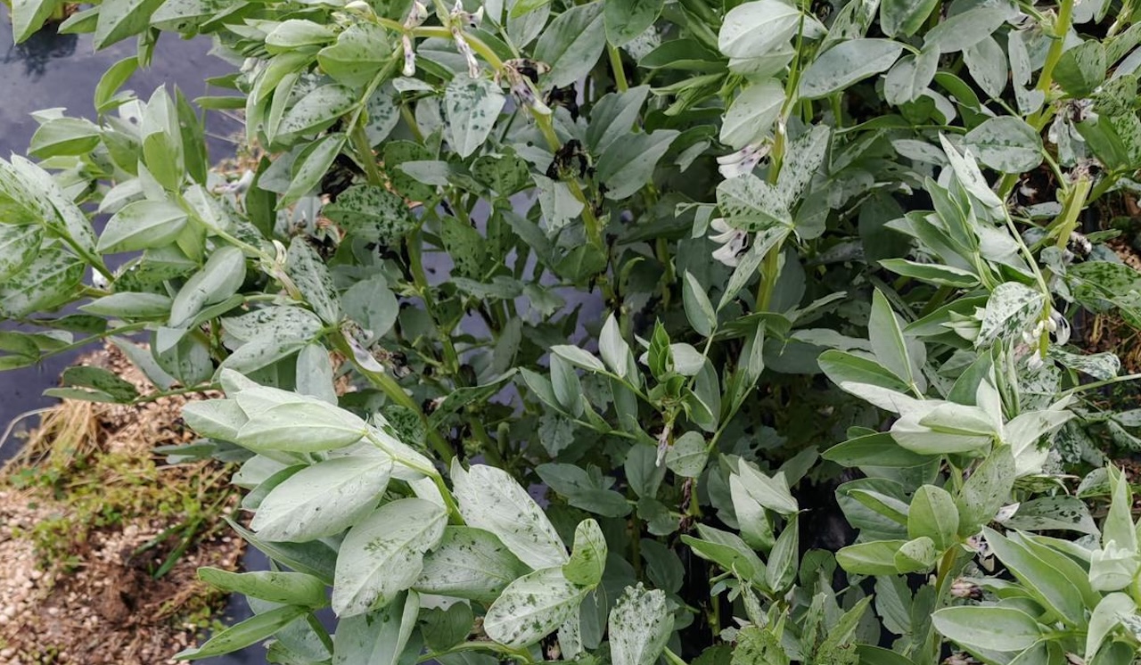 Maltempo, agricoltura sotto scacco: tra grandine e neve fuori stagione Coldiretti Abruzzo chiede stato di calamità