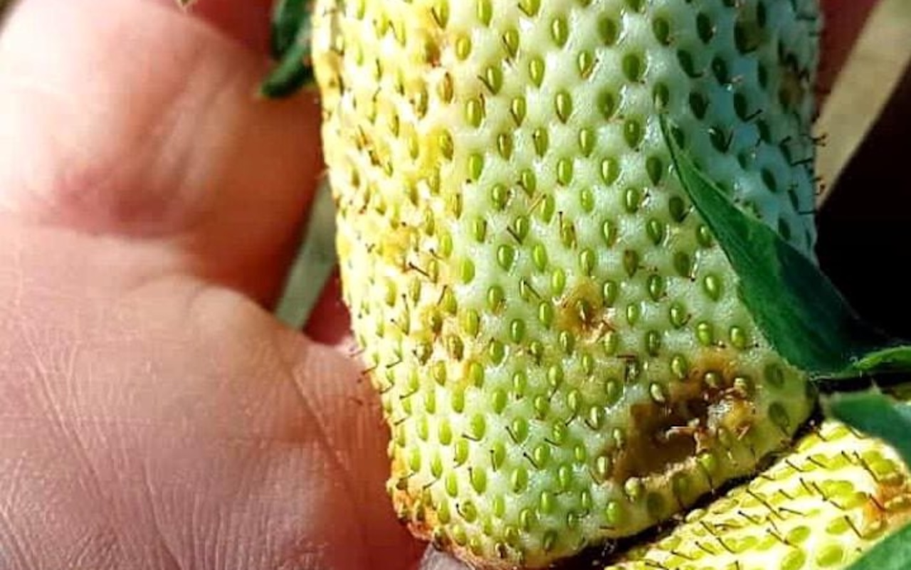 Maltempo, agricoltura sotto scacco: tra grandine e neve fuori stagione Coldiretti Abruzzo chiede stato di calamità