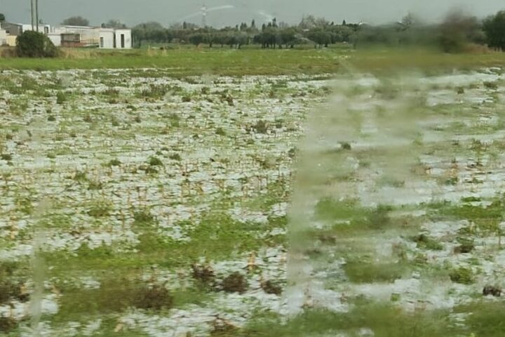 agricoltura_danneggiata_maltempo