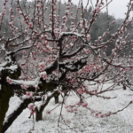 In arrivo sull’Italia un ciclone artico che potrebbe portare neve tardiva e mettere a rischio le colture