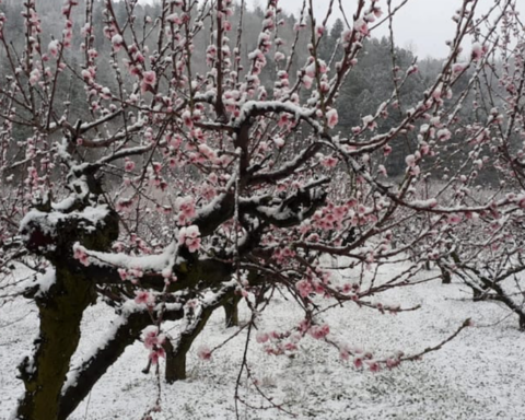 In arrivo sull’Italia un ciclone artico che potrebbe portare neve tardiva e mettere a rischio le colture