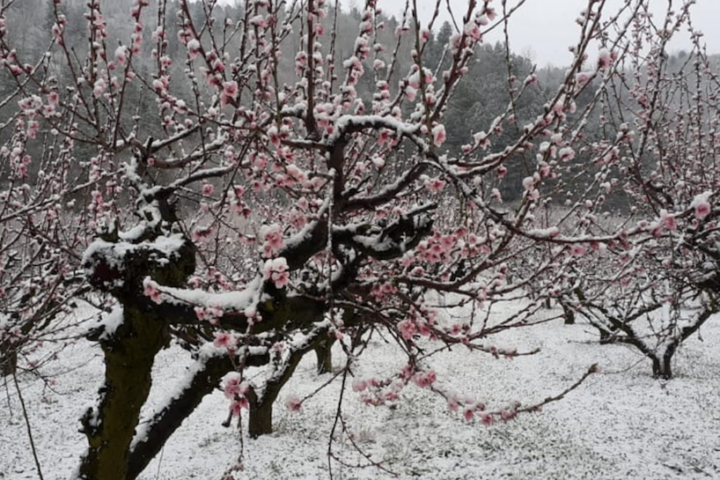 In arrivo sull’Italia un ciclone artico che potrebbe portare neve tardiva e mettere a rischio le colture