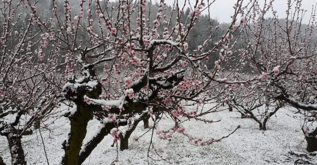 In arrivo sull’Italia un ciclone artico che potrebbe portare neve tardiva e mettere a rischio le colture