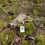 I lupi uccisi nel Parco nazionale d'Abruzzo