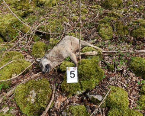 I lupi uccisi nel Parco nazionale d'Abruzzo