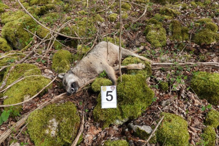 I lupi uccisi nel Parco nazionale d'Abruzzo