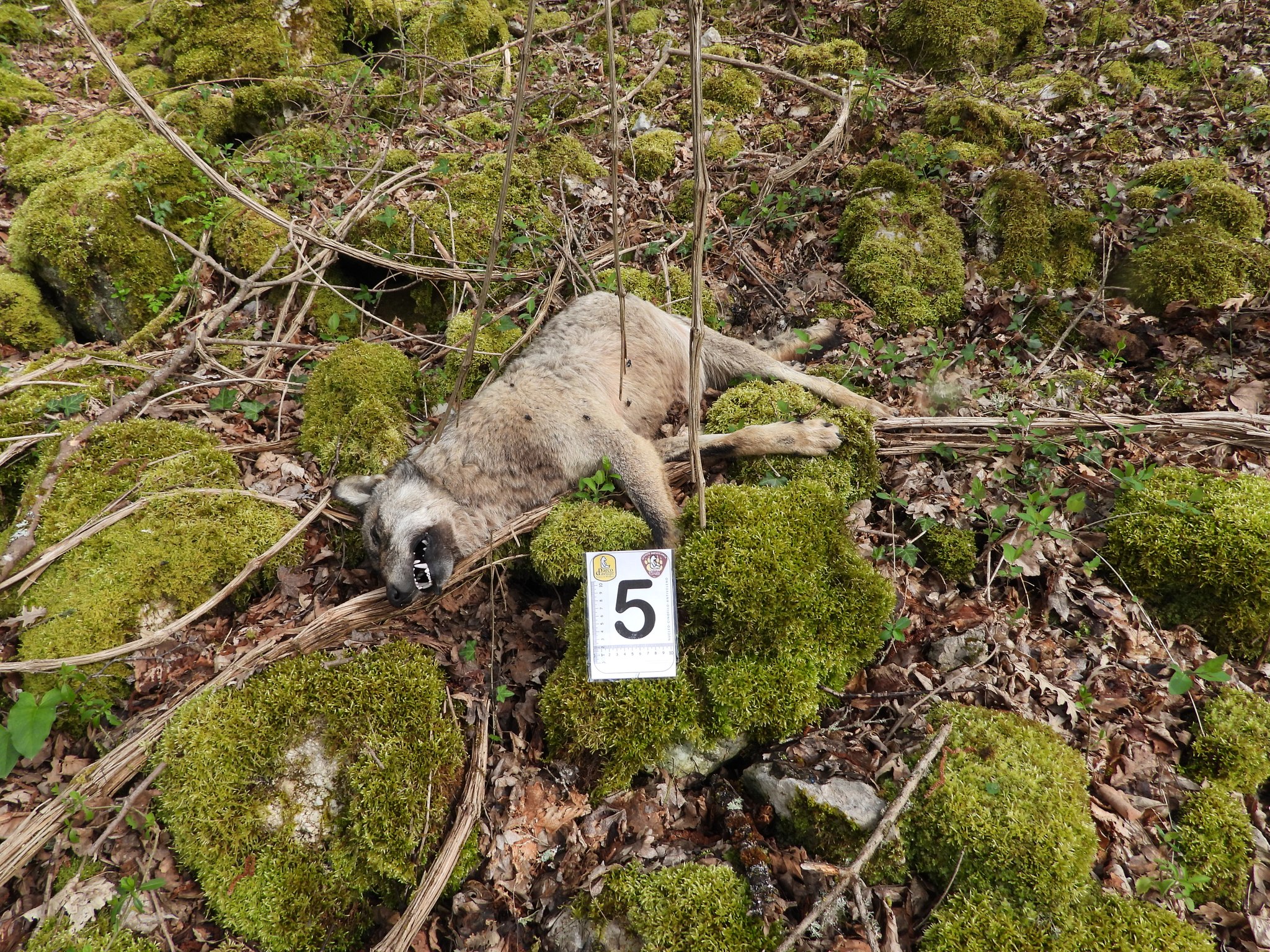 I lupi uccisi nel Parco nazionale d'Abruzzo