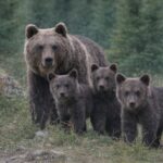 Orsa Amarena con i cuccioli