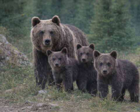 Orsa Amarena con i cuccioli