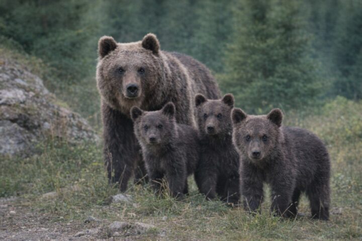 Orsa Amarena con i cuccioli