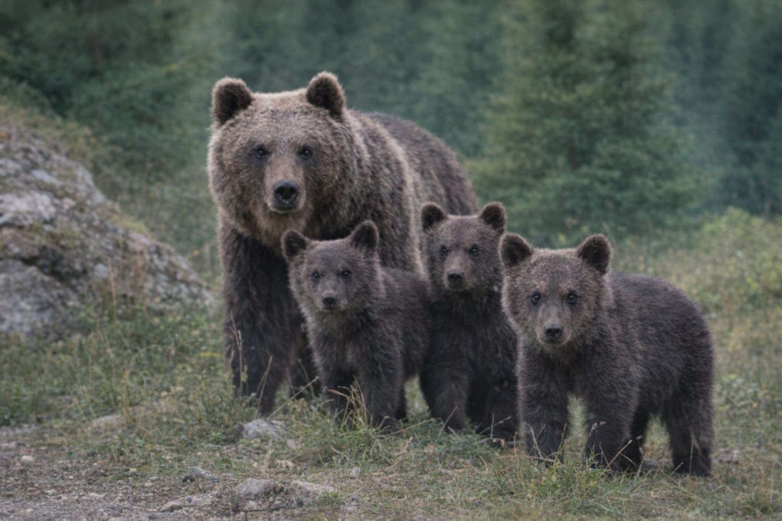 Orsa Amarena con i cuccioli