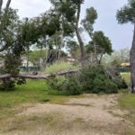 albero caduto pineta pescara