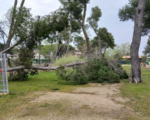 albero caduto pineta pescara