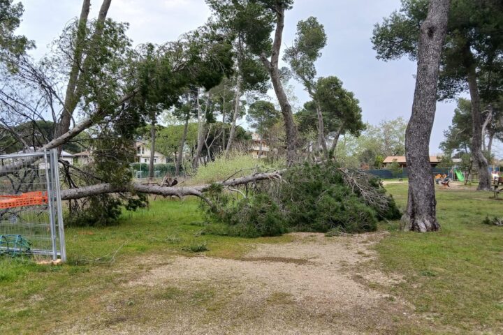 albero caduto pineta pescara
