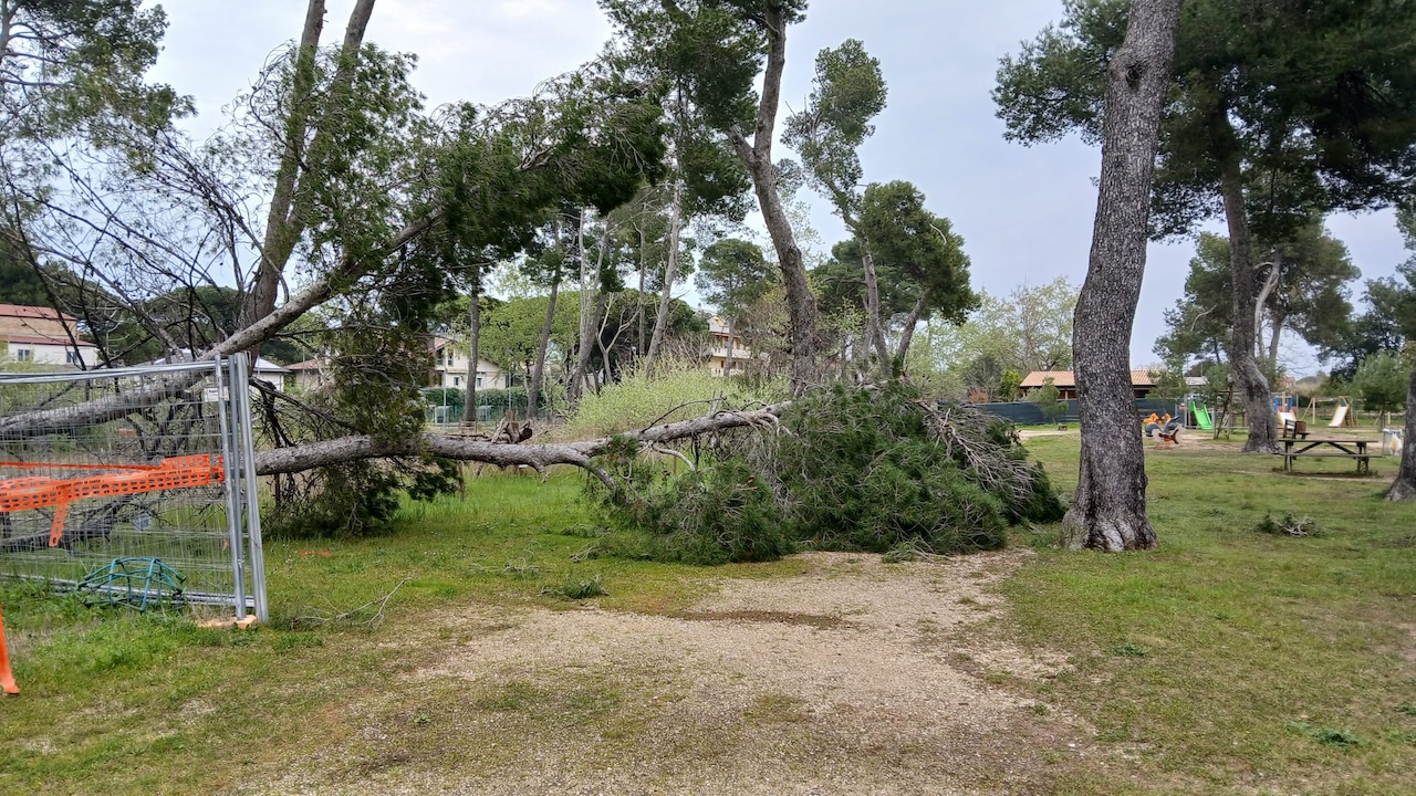albero caduto pineta pescara
