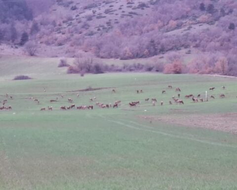 Cervi in Abruzzo