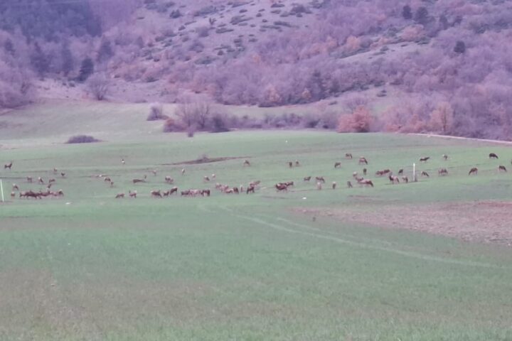Cervi in Abruzzo