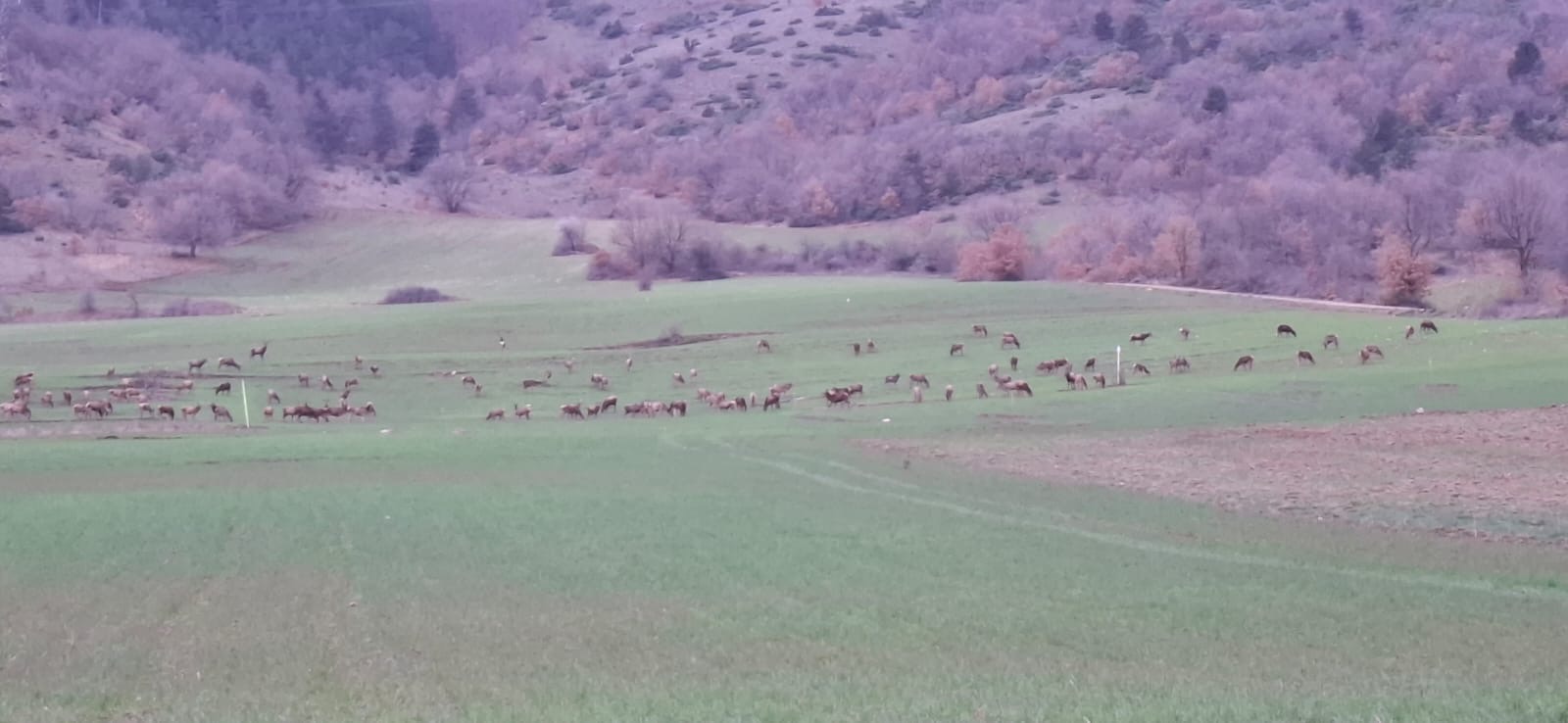 Cervi in Abruzzo