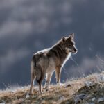 Un lupo nel Parco Nazionale d'Abruzzo