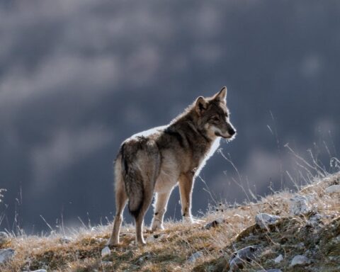 Un lupo nel Parco Nazionale d'Abruzzo