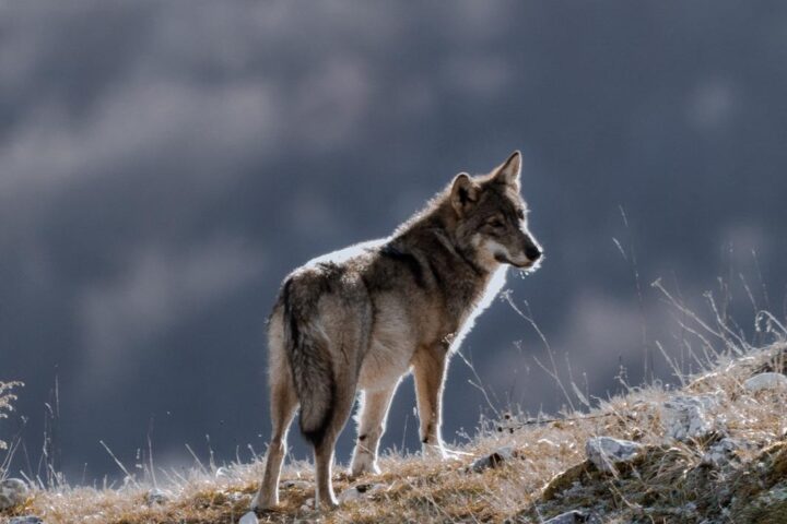 Un lupo nel Parco Nazionale d'Abruzzo
