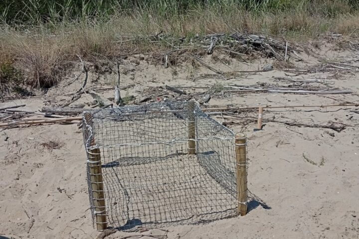 La tartaruga caretta caretta a roseto