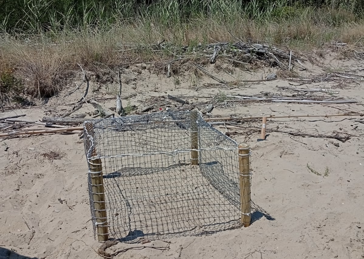 La tartaruga caretta caretta a roseto