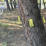 Cocciniglia tartaruga nella pineta di via La Pira Alba Adriatica