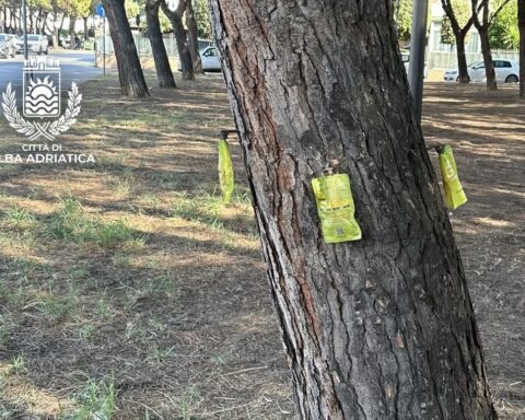Cocciniglia tartaruga nella pineta di via La Pira Alba Adriatica