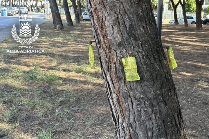 Cocciniglia tartaruga nella pineta di via La Pira Alba Adriatica