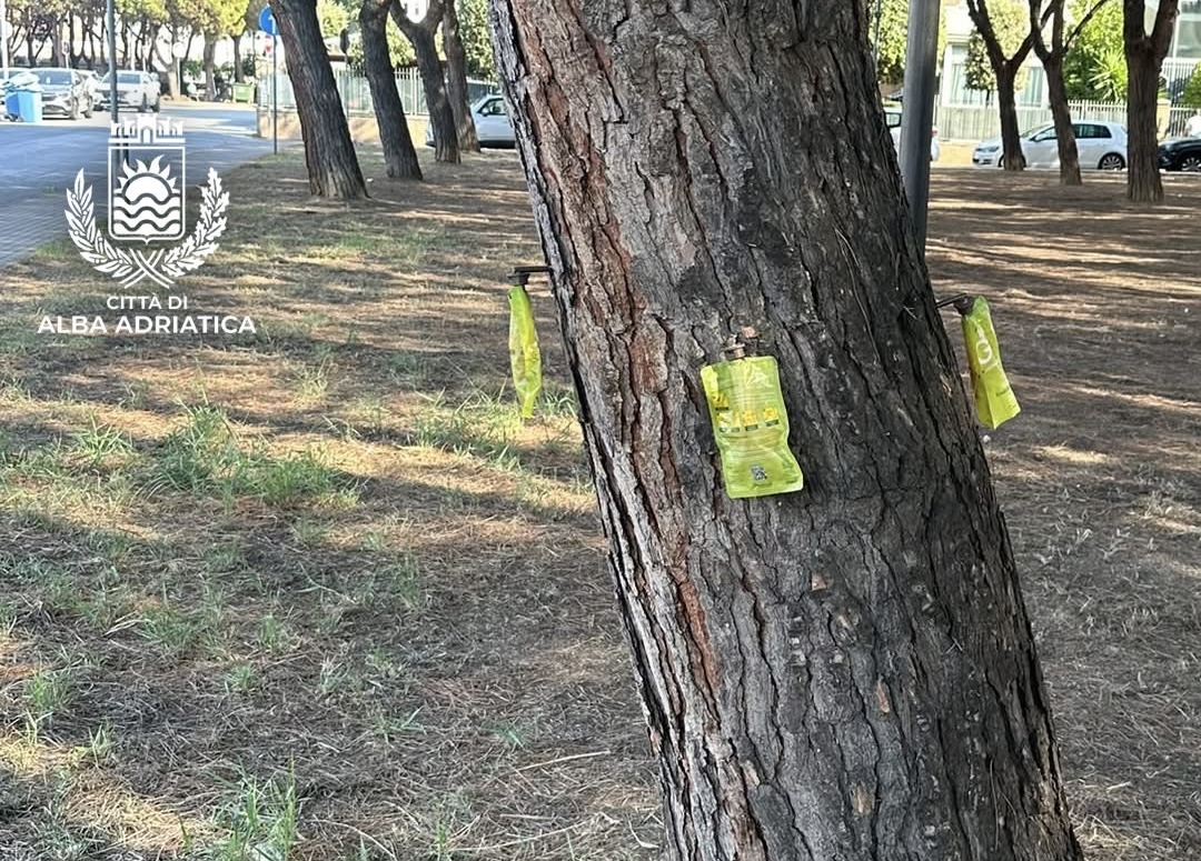 Cocciniglia tartaruga nella pineta di via La Pira Alba Adriatica