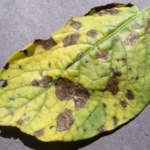 La cocciniglia tartaruga dei pini