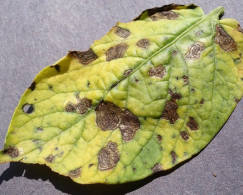 La cocciniglia tartaruga dei pini