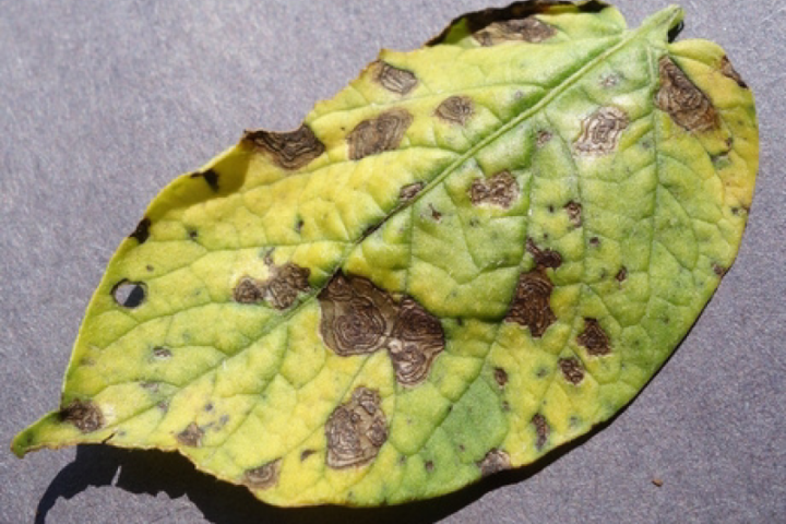 La cocciniglia tartaruga dei pini