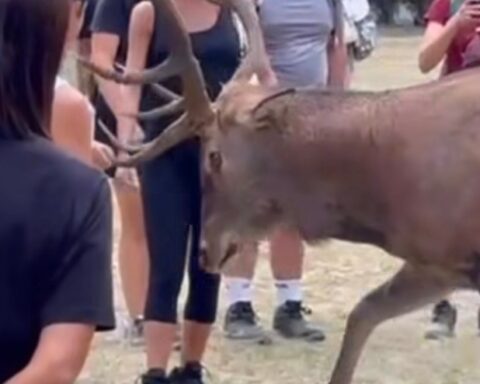 Aggressione Cervo Scanno
