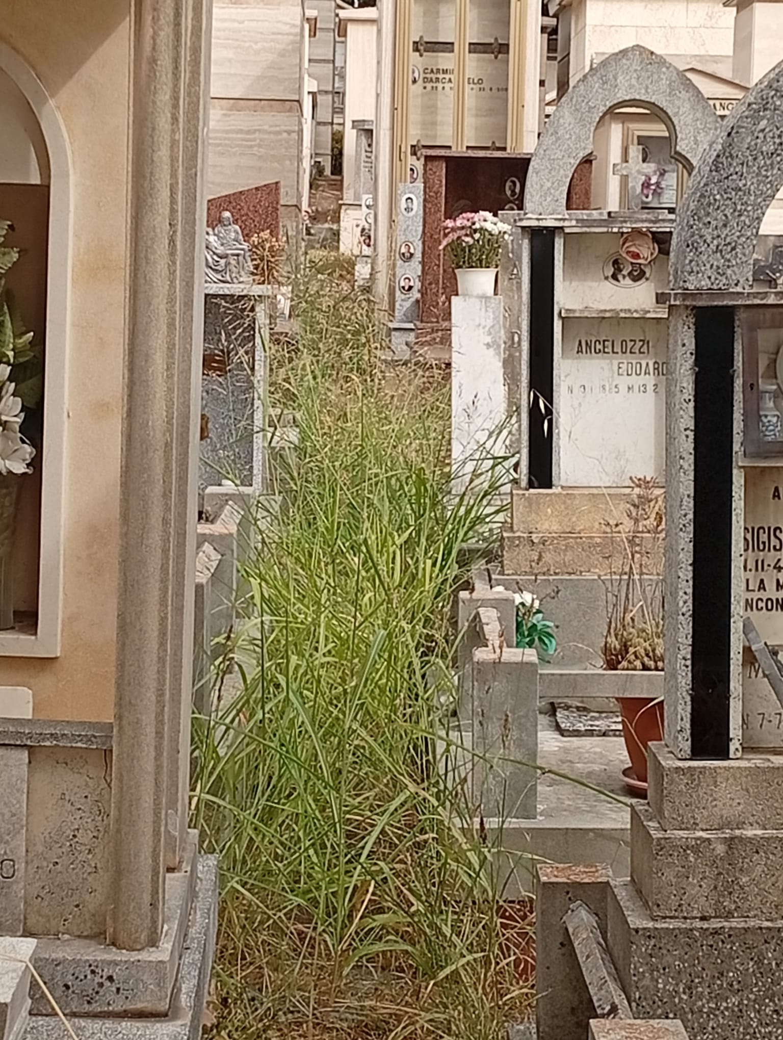 Cimitero_erba_alta