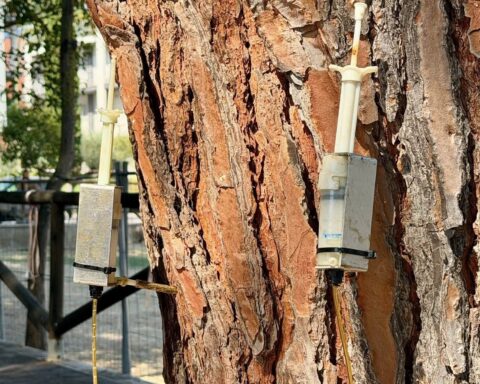 La cocciniglia tartaruga a Pineto