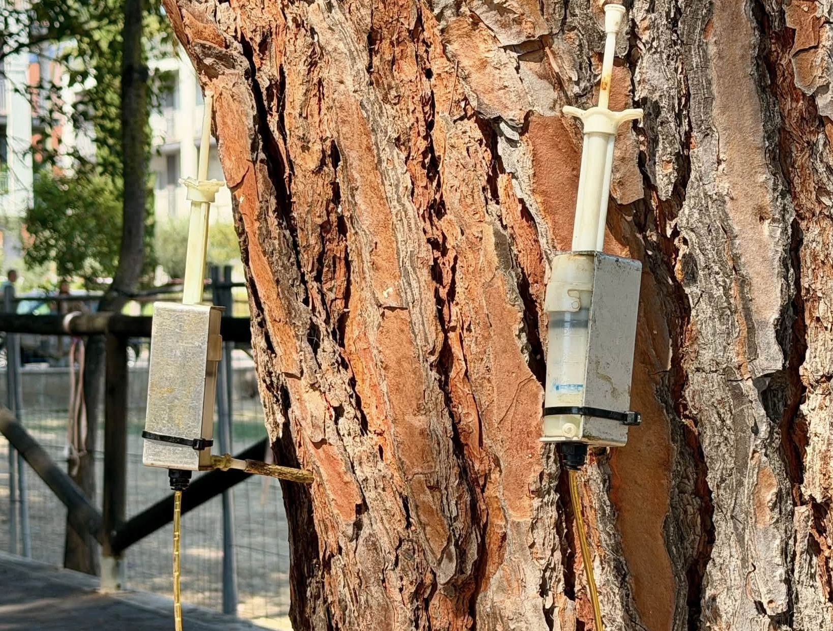 La cocciniglia tartaruga a Pineto